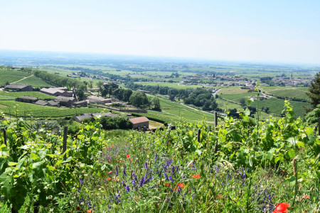 Découverte : Visite du vignoble & dégustation