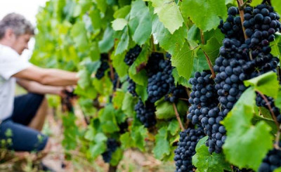 Discover : Vineyard tour & wine tasting