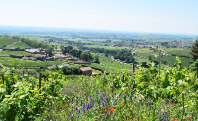 Discover : Vineyard tour & wine tasting