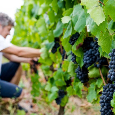 Découverte : Visite du vignoble & dégustation