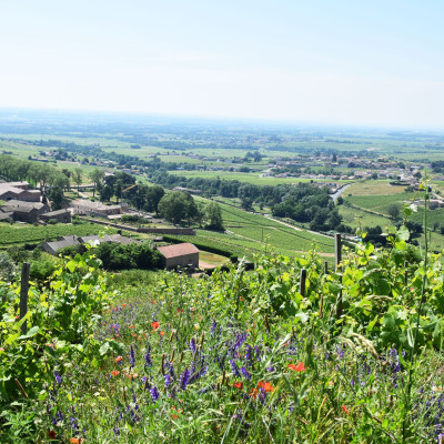 Discover : Vineyard tour & wine tasting