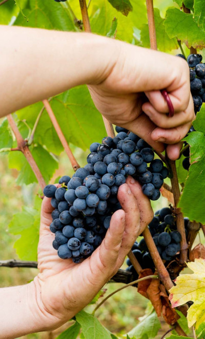 Discover : Vineyard tour & wine tasting