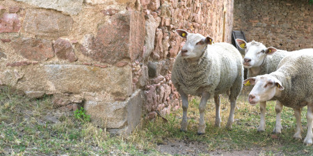 wine estate converted to organic farming beaujolais