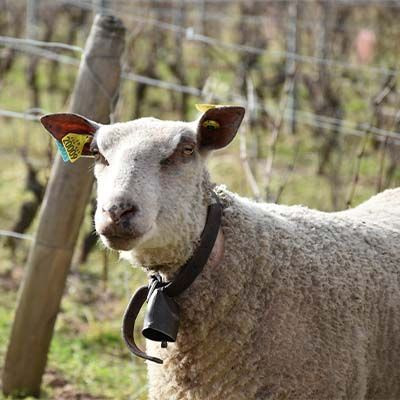 moutons dans les vignes beaujolais