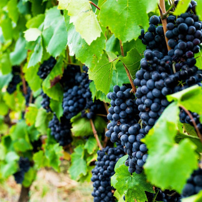 vendanges beaujolais 2023