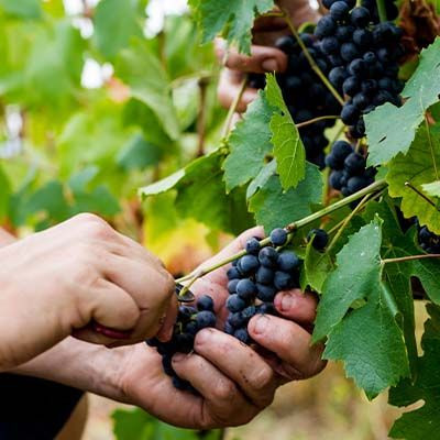 vendanges beaujolais 2023