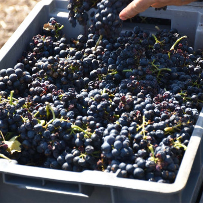 vendanges beaujolais 2023