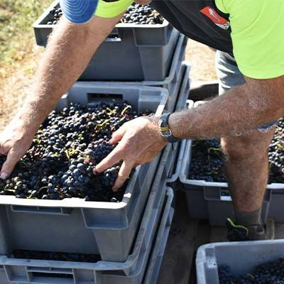 vendanges beaujolais 2023