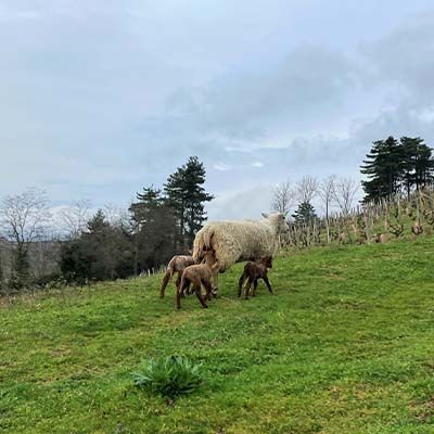 naissance des agneaux dans les vignes