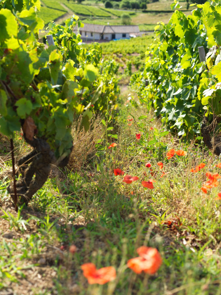 des vignerons indépendants et engagés dans le beaujolais