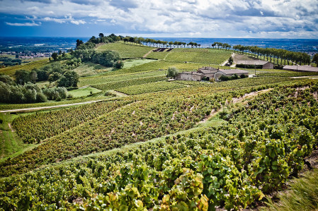 un domaine viticole millénaire dans le beaujolais, fleurie