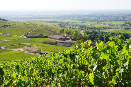 vignoble beaujolais converti agriculture biologique