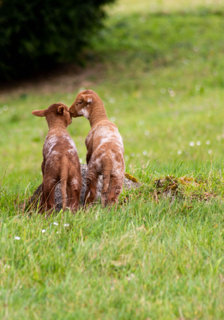 Viti-pastoralism welcomes animals in our vineyards