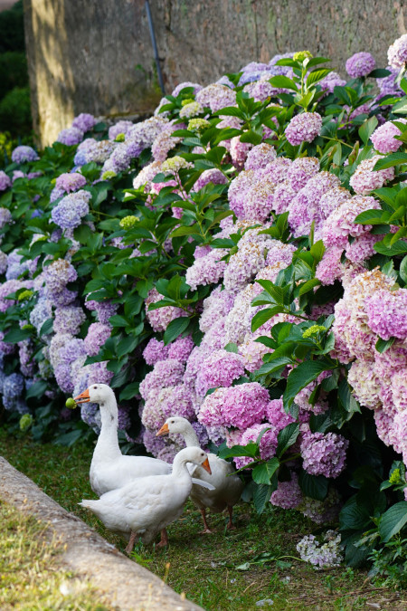 Our garden, green lung of Château de Poncié