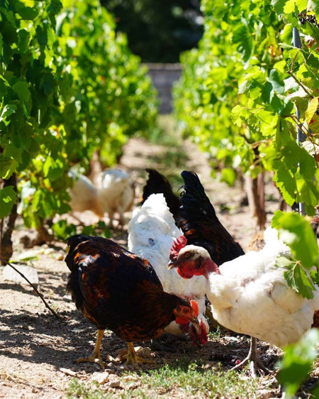 un domaine viticole converti en viti-pastoralisme, beaujolais