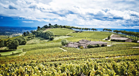 panorama domaine viticole beaujolais fleurie