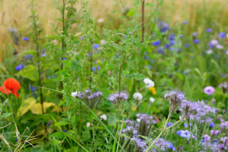 vignoble beaujolais convertie en agroforesterie