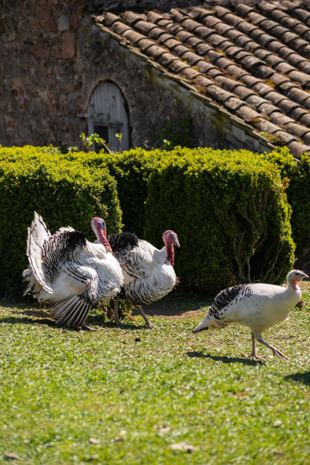 animaux de bassecour domaine viticole