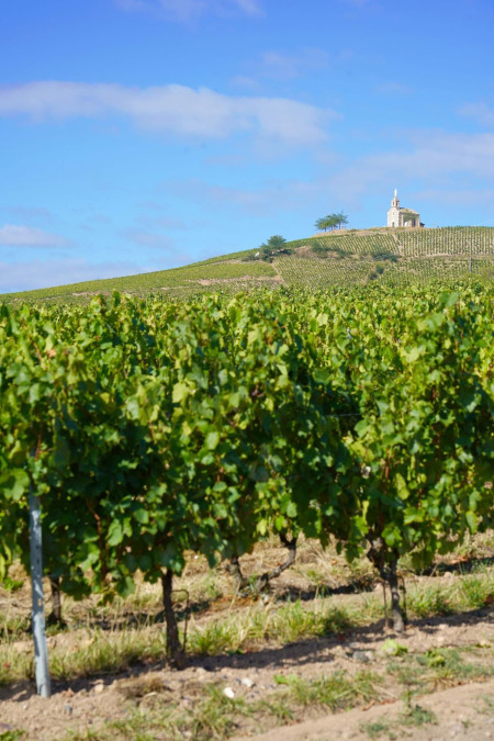 winegrowing estate chapel of the madonna