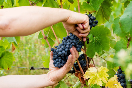 domaine viticole beaujolais