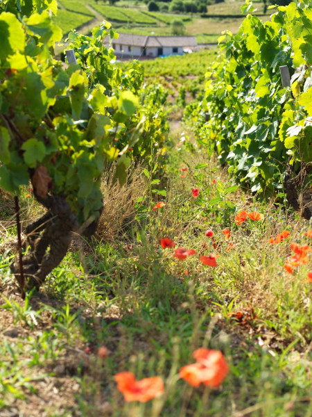 vineyard in Beaujolais to discover