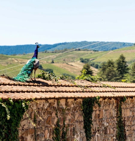 visite domaine viticole beaujolais