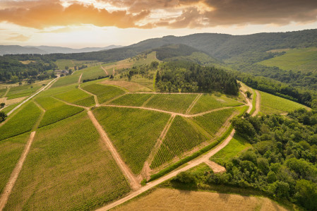 le vignoble du beaujolais