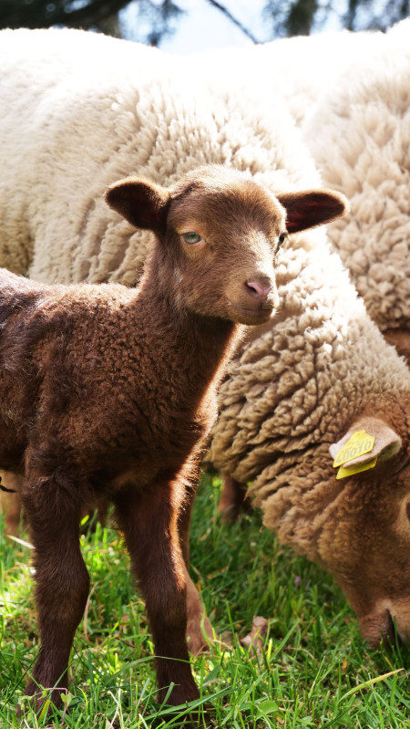 farmyard animals wine estate