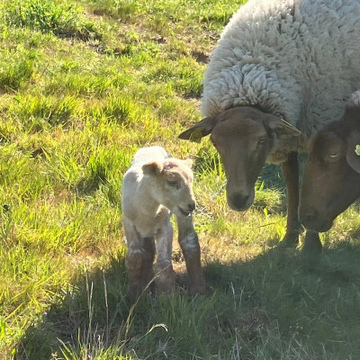 En ce moment au domaine…