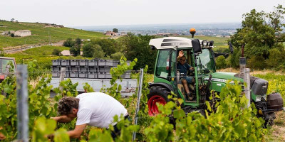 wine harvest beaujolais chateau de poncie