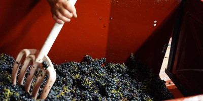 sorting of grapes for the Beaujolais harvest