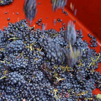 sorting of grapes for the Beaujolais harvest