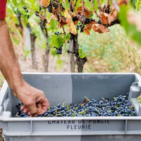 harvesting in beaujolais caissette